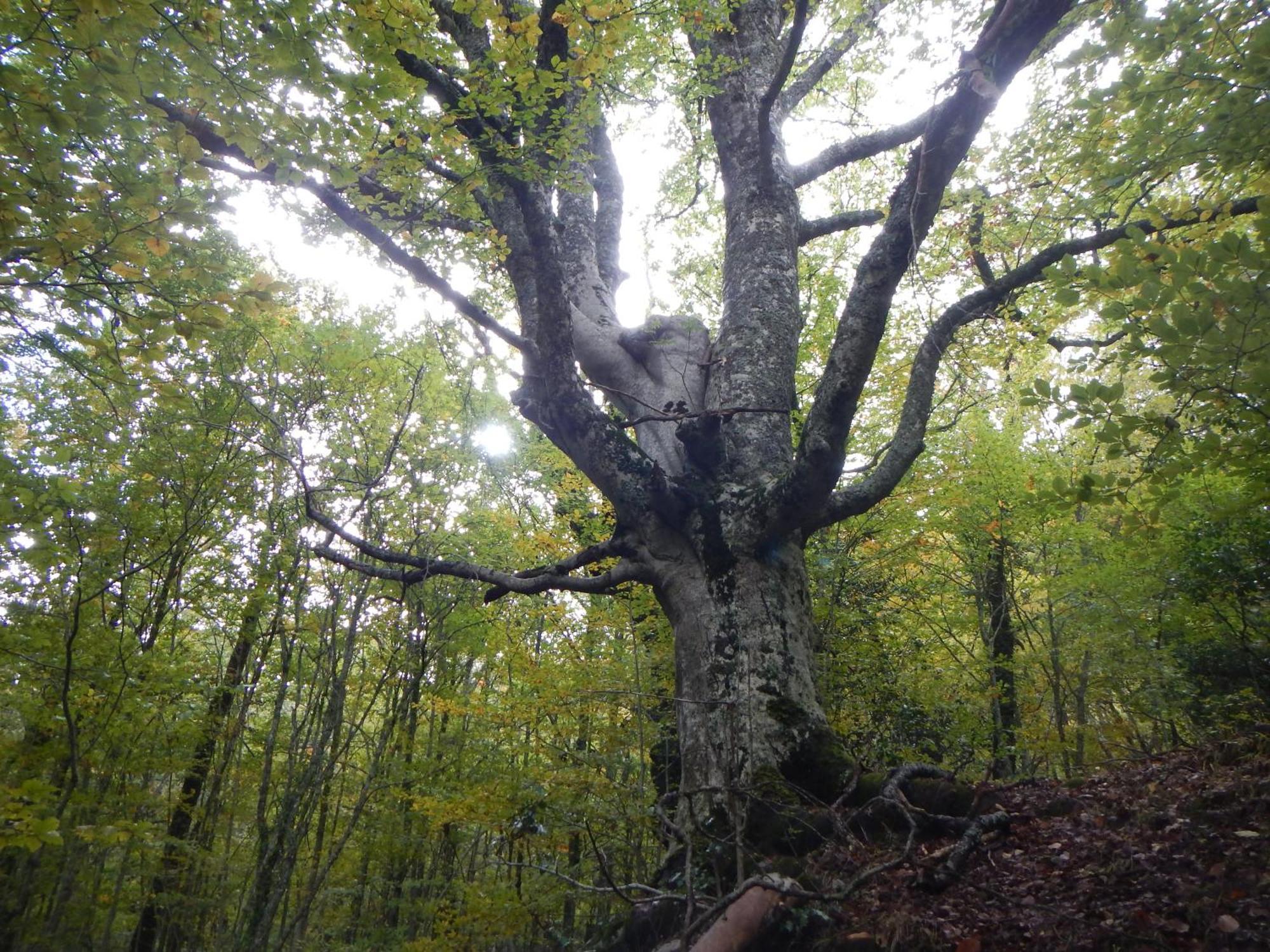 Alojamiento Rural Fuente Del Arca Pradena del Rincon Bagian luar foto